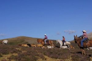 ¡¡¡TRASHUMANCIA !!! del 2 al 8 de junio Una fantástica aventura en la que acompañaremos una manada de más de 120 cabezas de ganado a través de fabulosos paisajes en la confluencia de Burgos, Soria y La Rioja.